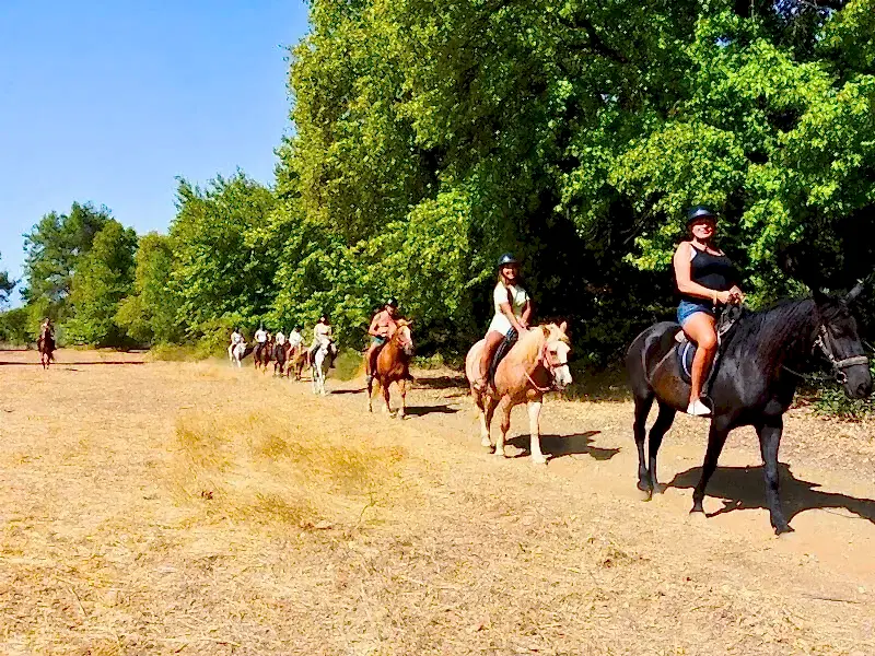 Orman Safari Parkuru (1 saat)